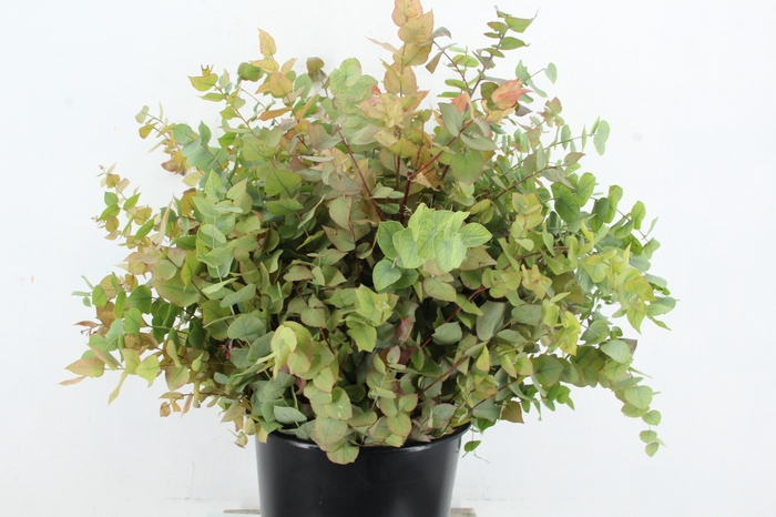 <h4>EUC STUARTIANA AUTUMN 200GR</h4>