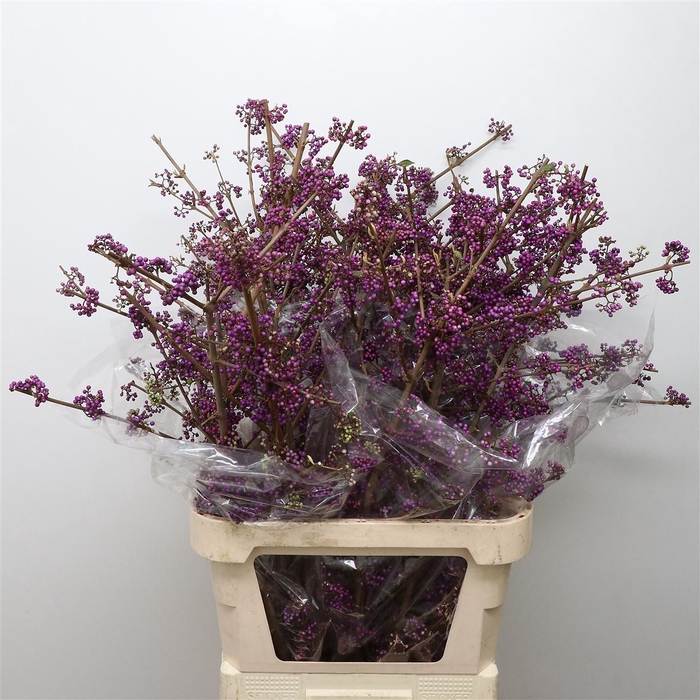 <h4>Callicarpa Extra</h4>