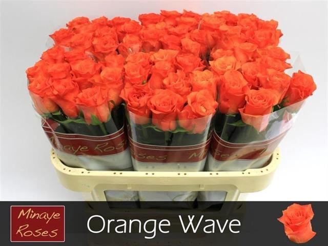 <h4>R GR ORANGE WAVE</h4>