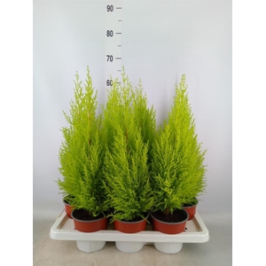 Cupressus macro. 'Goldcrest Wilma'