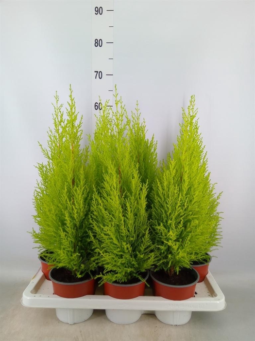 <h4>Cupressus macro. 'Goldcrest Wilma'</h4>
