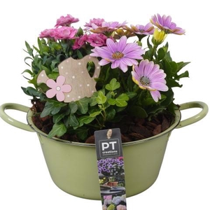 PTPP6845 Arrangement Patio in metalen schaal