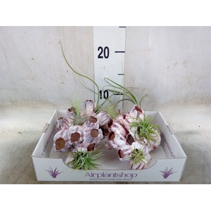 Tillandsia