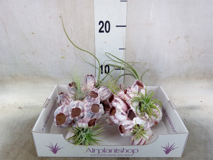 <h4>Tillandsia</h4>
