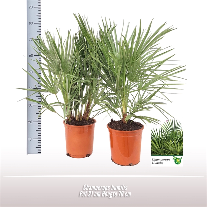 <h4>Chamaerops humilis</h4>