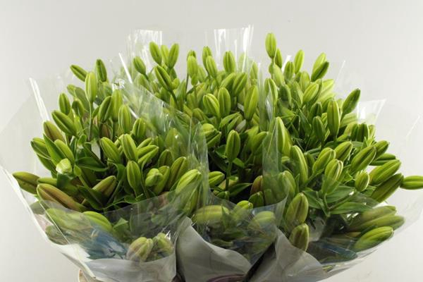 <h4>Li La Brindisi (rose) Adela</h4>