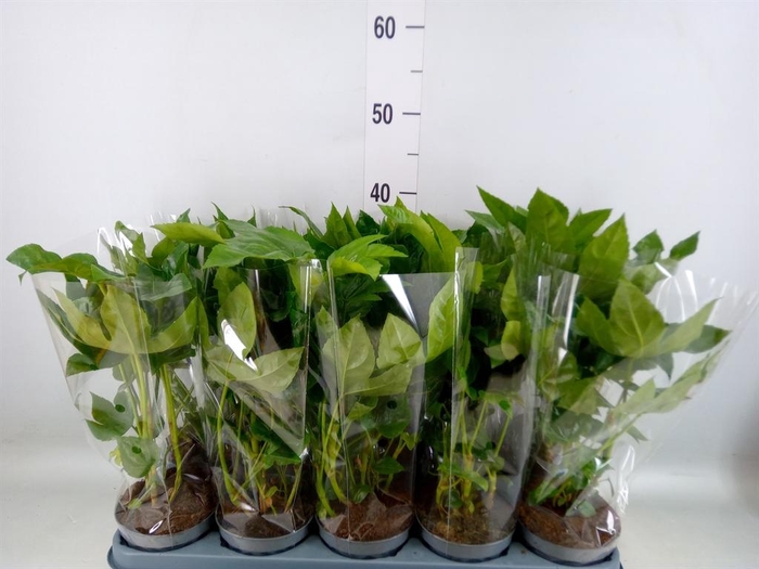 <h4>Fatsia japonica   ...</h4>