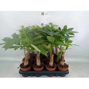 Pachira aquatica
