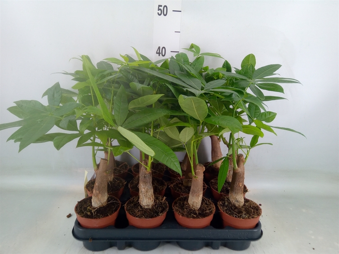 <h4>Pachira aquatica</h4>