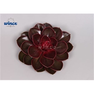 Echeveria Red Ruby Cutflower Wincx-8cm