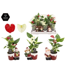 Anthurium Red & White mix in Bing mix ceramics