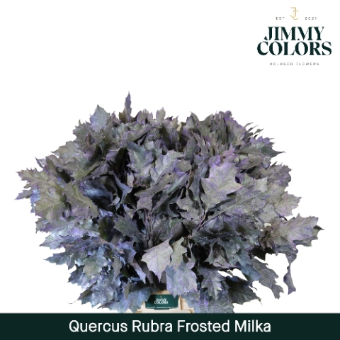 Quercus Rubra L80 Klbh. Frost Milka