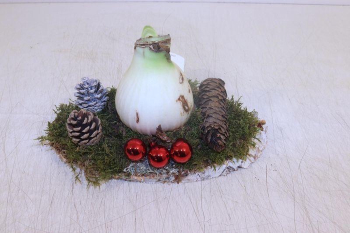 <h4>ARR HIPPEASTRUM</h4>