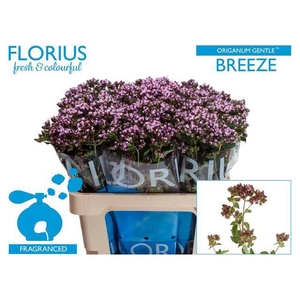 Origanum Gentle Breeze Florius