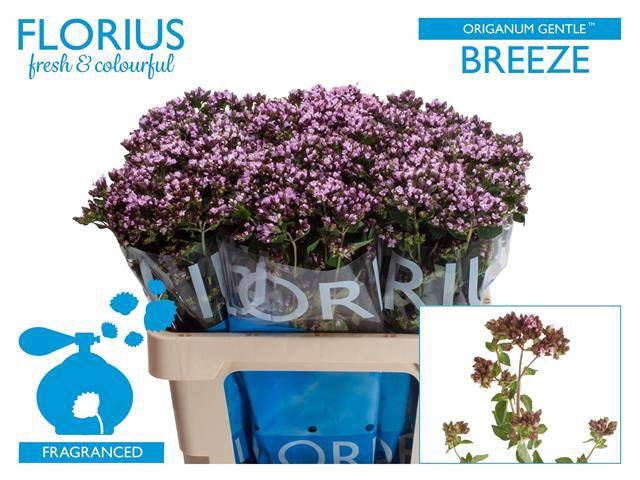 Origanum Gentle Breeze Florius