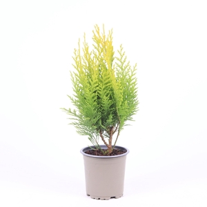 Chamaecyparis lawsoniana 'Stardust'