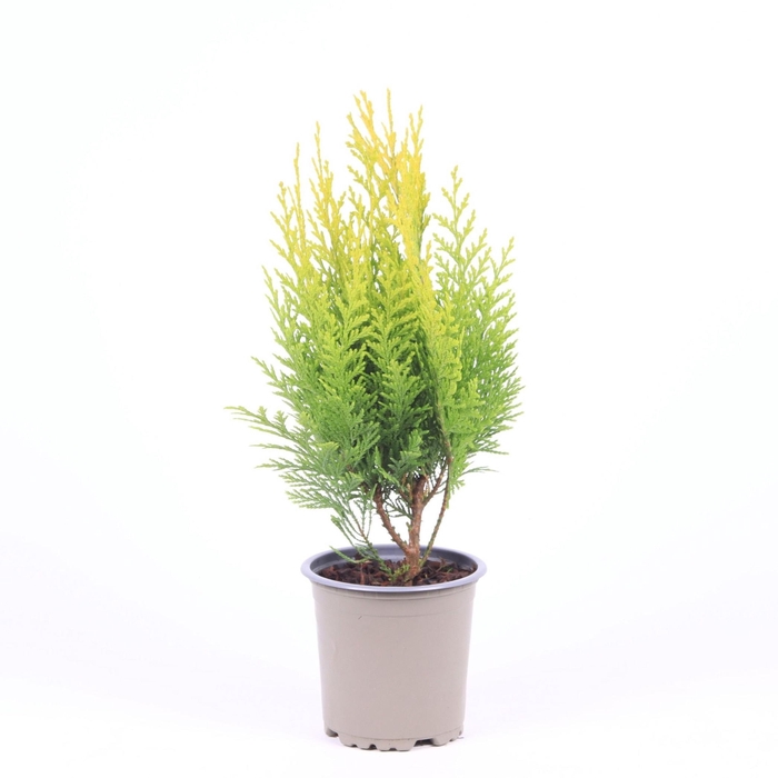 <h4>Chamaecyparis lawsoniana 'Stardust'</h4>