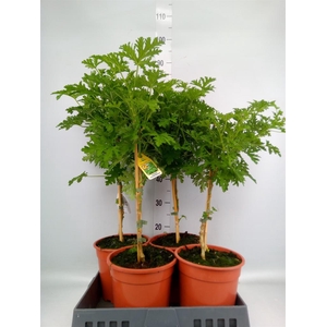 Pelargonium graveolens 'Lemon Tree'