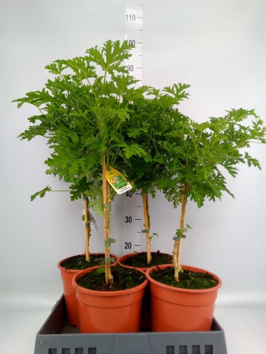 <h4>Pelargonium graveolens 'Lemon Tree'</h4>