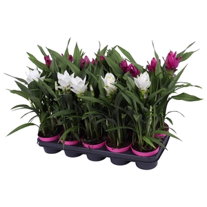 Curcuma 12cm - mix 2 kleuren
