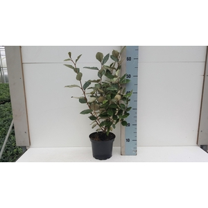 Elaeagnus ebbengei 'Compacta'