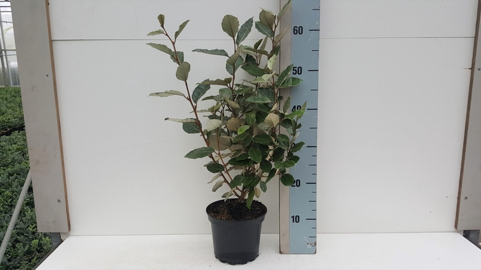 <h4>Elaeagnus ebbengei 'Compacta'</h4>