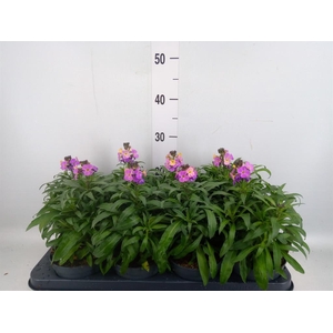 Erysimum  'Fragrant Sunshine'