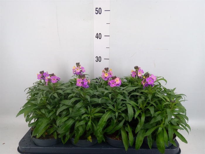 <h4>Erysimum  'Fragrant Sunshine'</h4>
