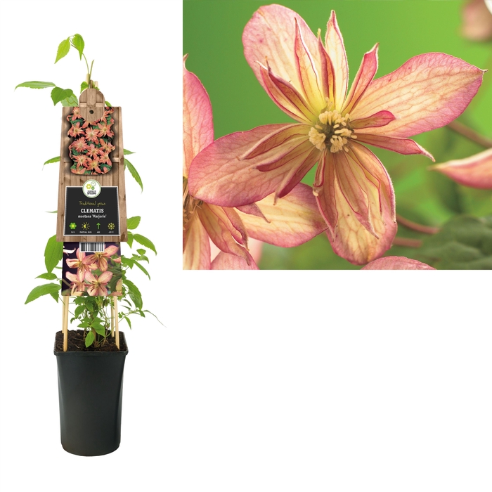 <h4>Clematis montana 'Marjorie' +3.0 label</h4>
