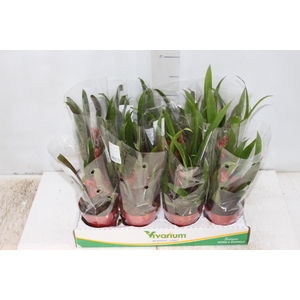 BROMELIA GUZMANIA VERMELHO P09
