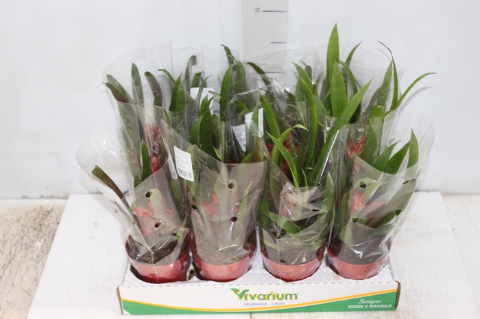 <h4>BROMELIA GUZMANIA VERMELHO P09</h4>