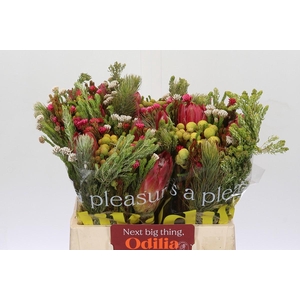 BQ Cape Green Rivermix