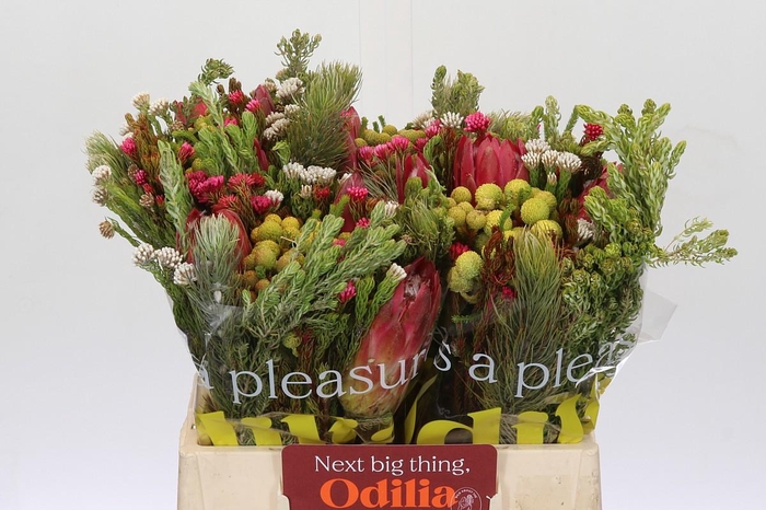 <h4>BQ Kaaps Groen Rivermix</h4>