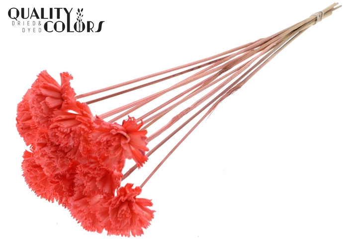 Shola Karnish Flower 6cm on stem Coral