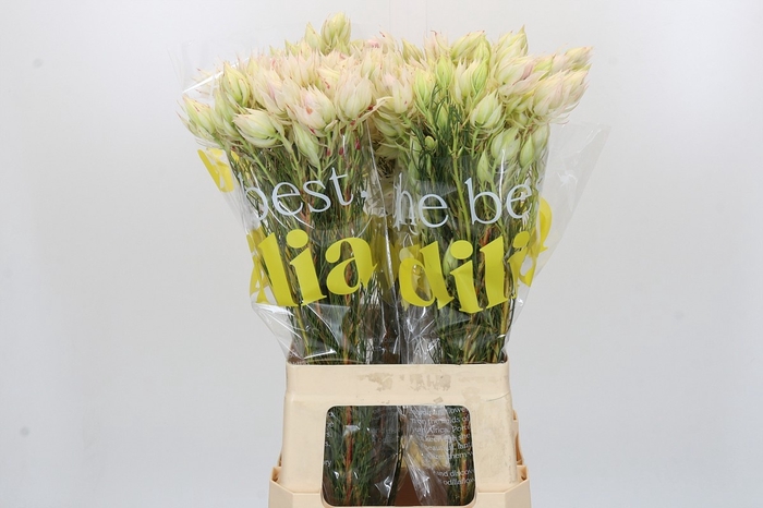 <h4>SERR SUGAR N SPICE</h4>