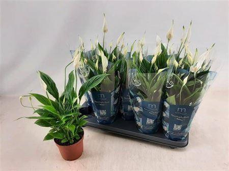 <h4>Spath Bellini 7+</h4>