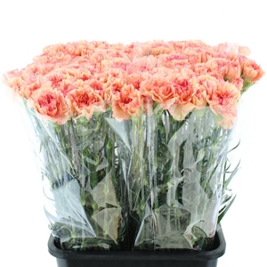 Di St Copy Orange X 160