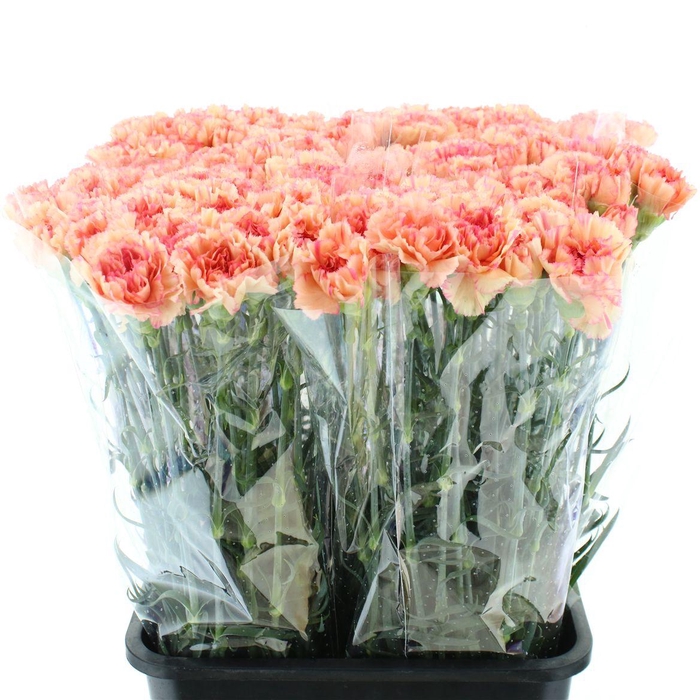 Di St Copy Orange X 160