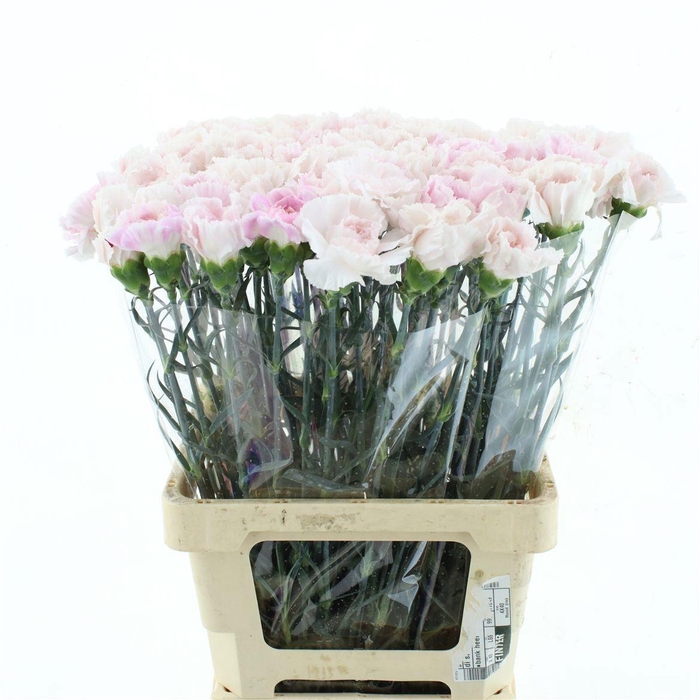 <h4>DI ST MUDAH ROSA</h4>