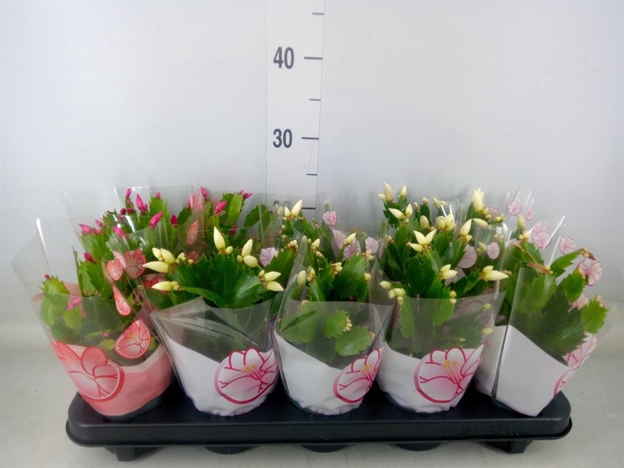 <h4>Schlumbergera   ...mix 3</h4>