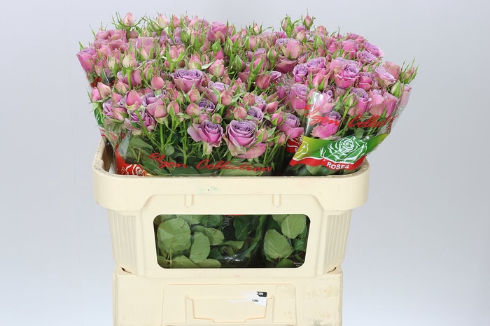 <h4>Rosa Tr Purple Sky</h4>