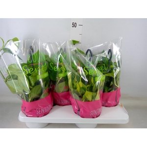 Epipremnum pinn.   HG  ...mix