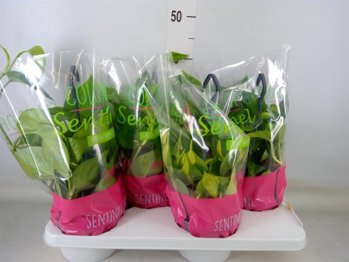 <h4>Epipremnum pinn.   HG  ...mix</h4>