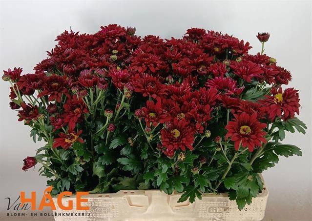 <h4>CHR T SMOKEY</h4>