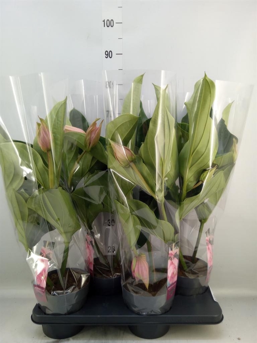 <h4>Medinilla magn.</h4>