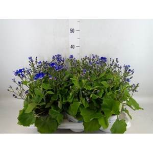 Pericallis cr. 'Senetti Violet Bic'