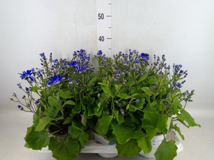 <h4>Pericallis cr. 'Senetti Violet Bic'</h4>