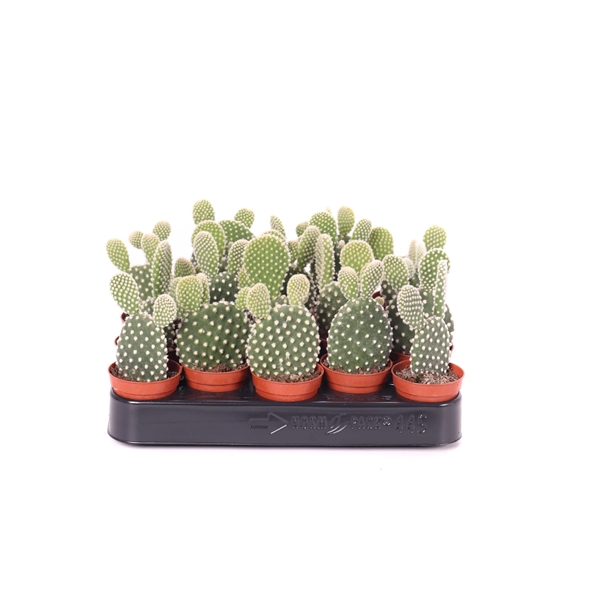 <h4>Opuntia mic albispin 5,5 cm</h4>