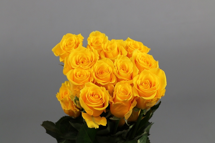 <h4>Rosa ec lighthouse</h4>
