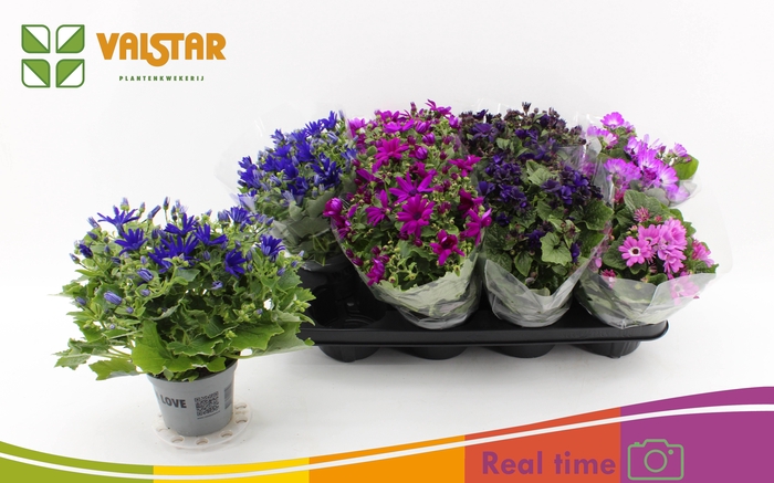 <h4>PERI C MAN GEM</h4>